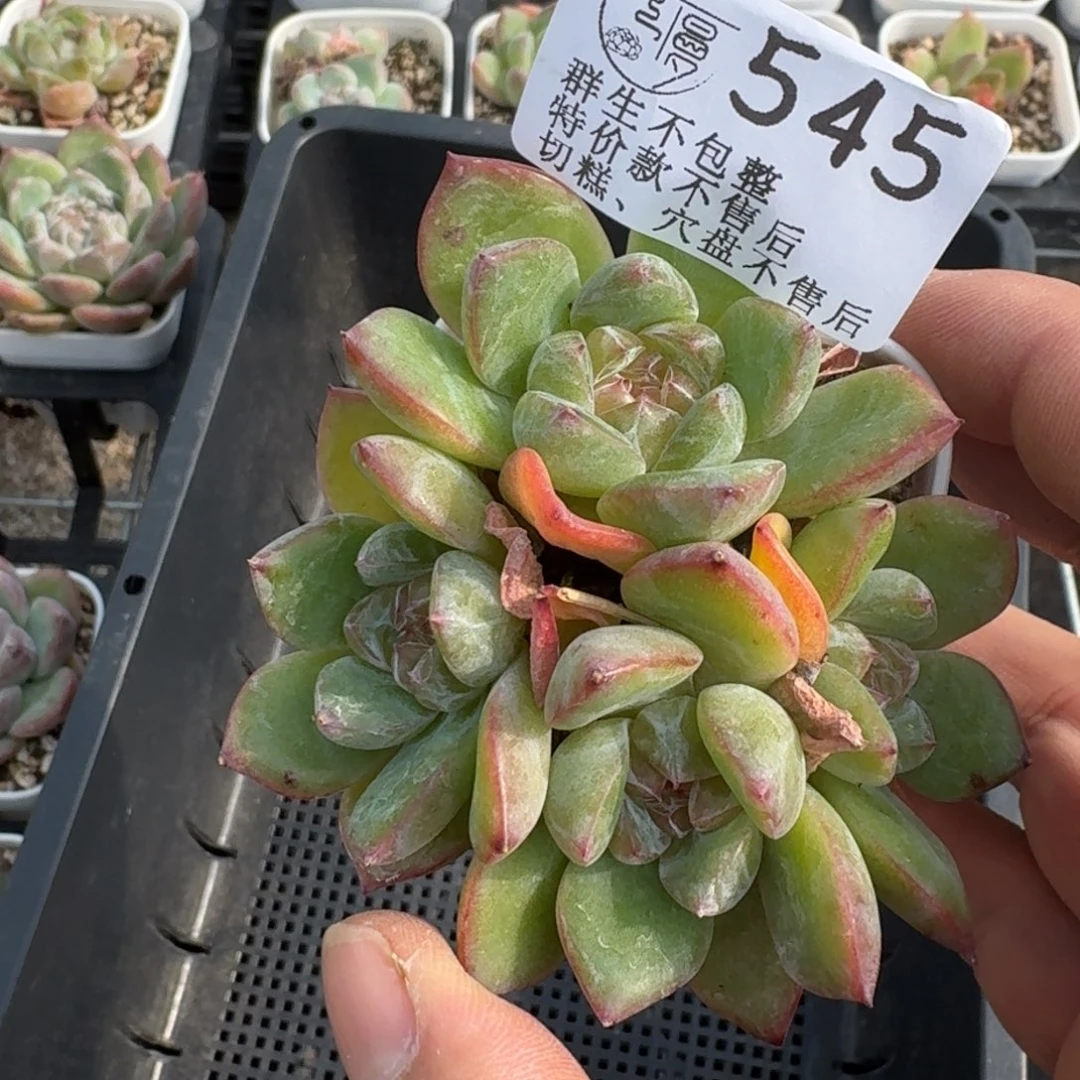 如****如图545白方珍妮一份不售后