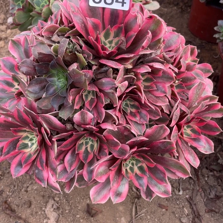 无花朵384女妖多肉植物