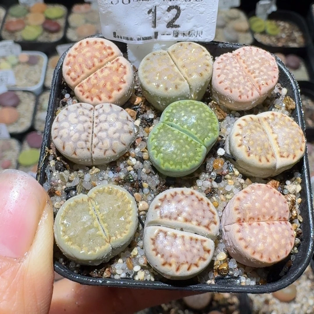 Sss清仓便宜出了12