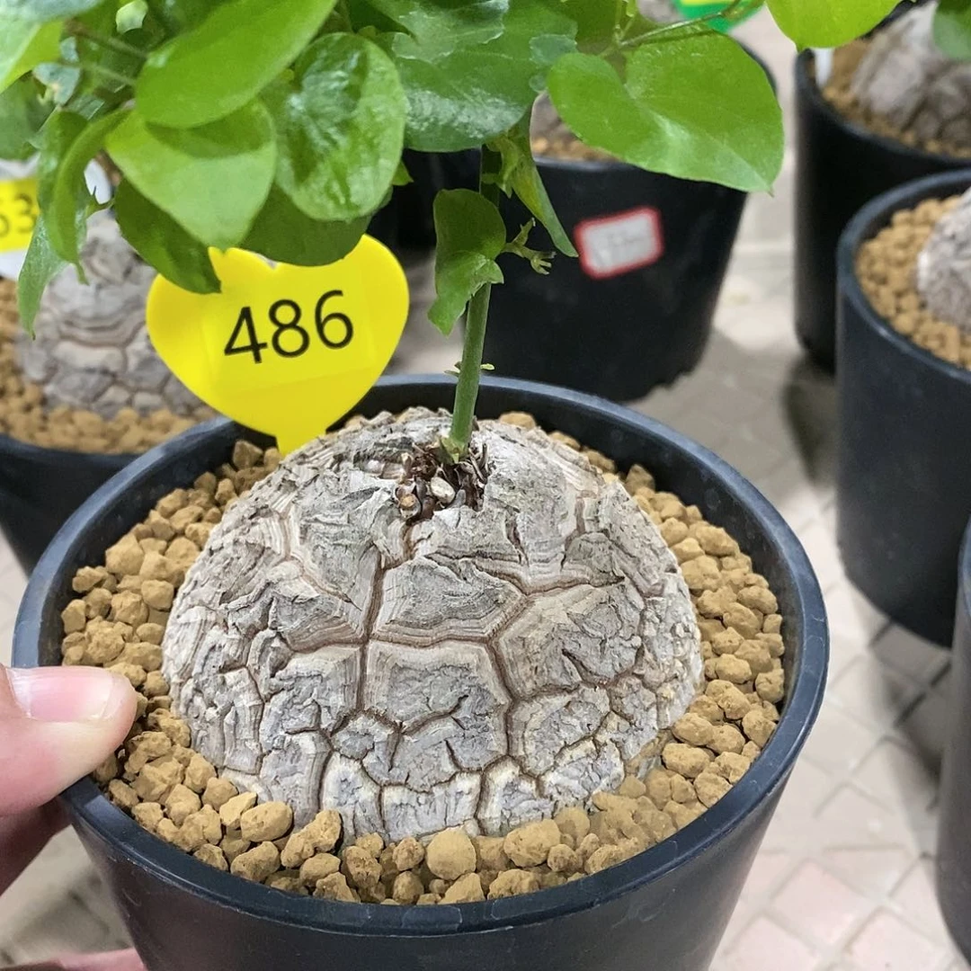 南非龟甲龙龟甲龙