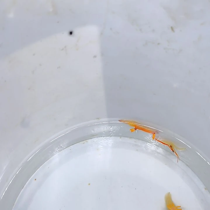 海水鱼美人虾2条/30+30