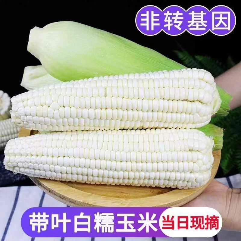 现摘新鲜白糯玉米香糯玉米白甜糯玉米嫩包谷带壳黏玉米应季糯玉米
