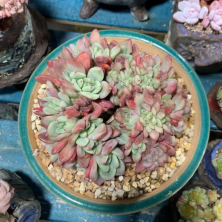 爱丽儿朵朵缀一体