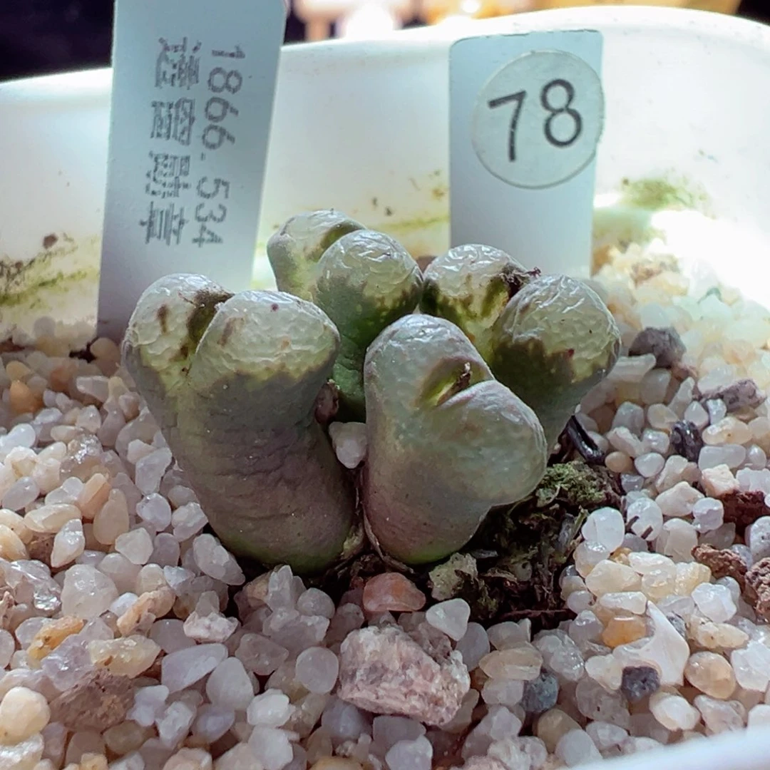 1221-228多肉多日534勋章