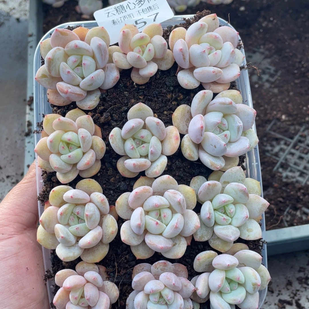 云糖心多肉植物457