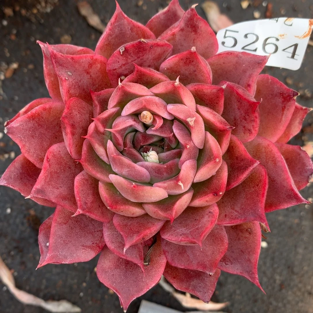 5264杂交精品基地10厘米
