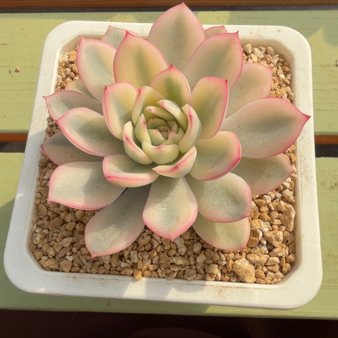 雨燕座锦锦上园艺一物一拍