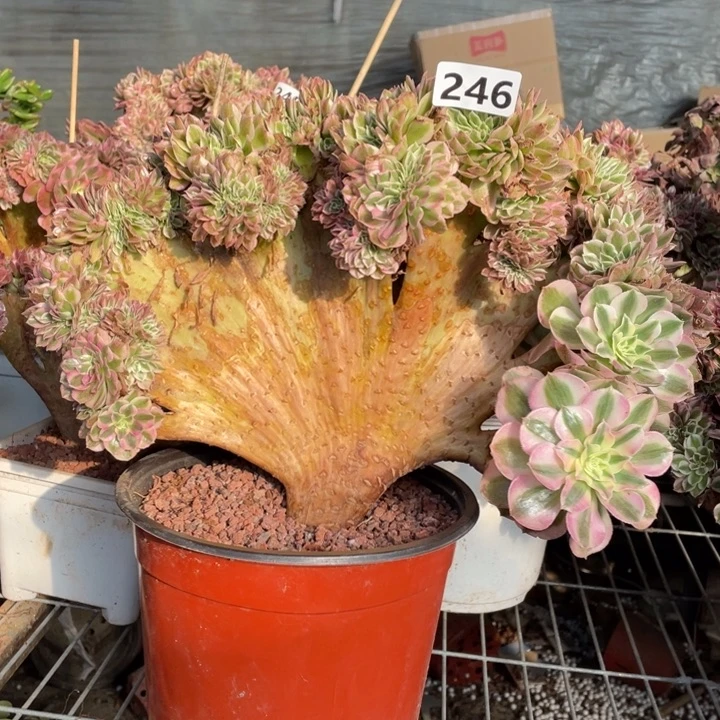 青***竹33厘米左右倾城缀246号