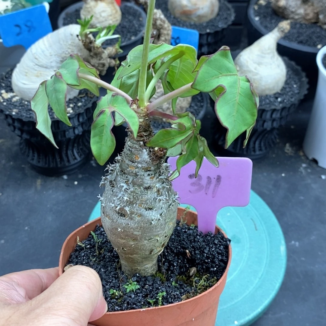 珊瑚油桐多肉植物