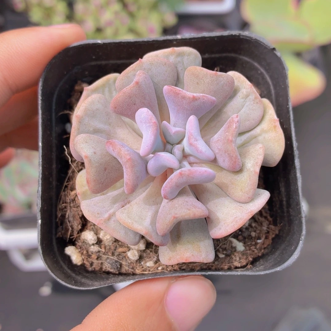 雪精灵多肉9.9包邮发货