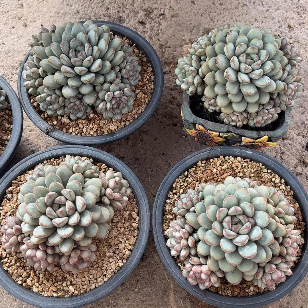 葡萄多肉植物000000