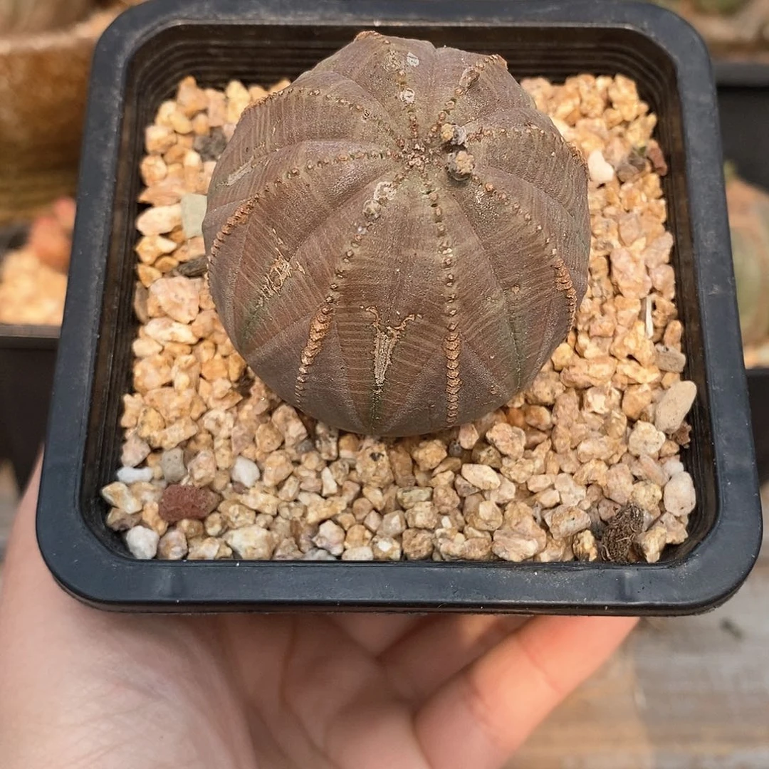 欧系布纹球多肉植物