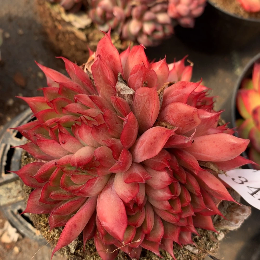 342杂交精品基地9厘米