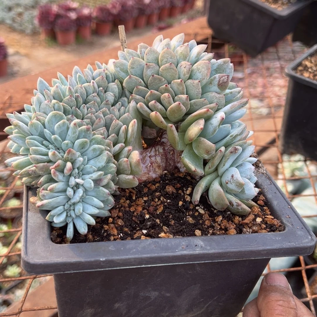 小*丫多肉植物，多肉植物