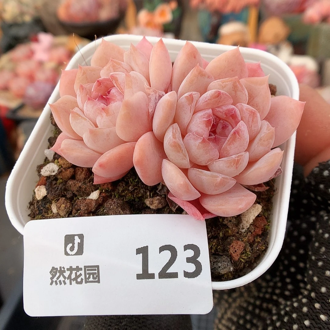 123冰魄多肉植物6666