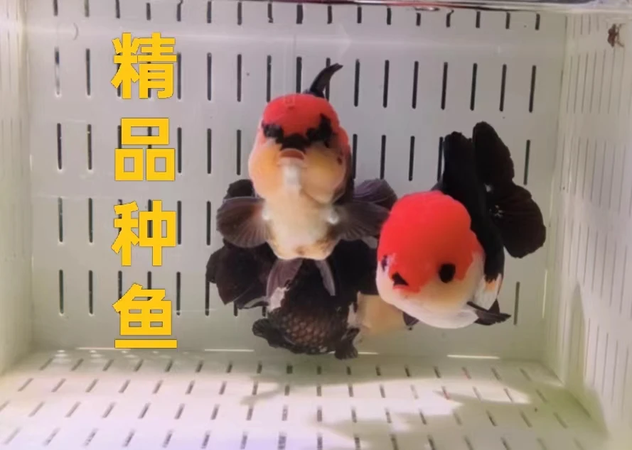 原泰玛丽F1苗子5-6cm   精品留养苗 偏远地区不发货