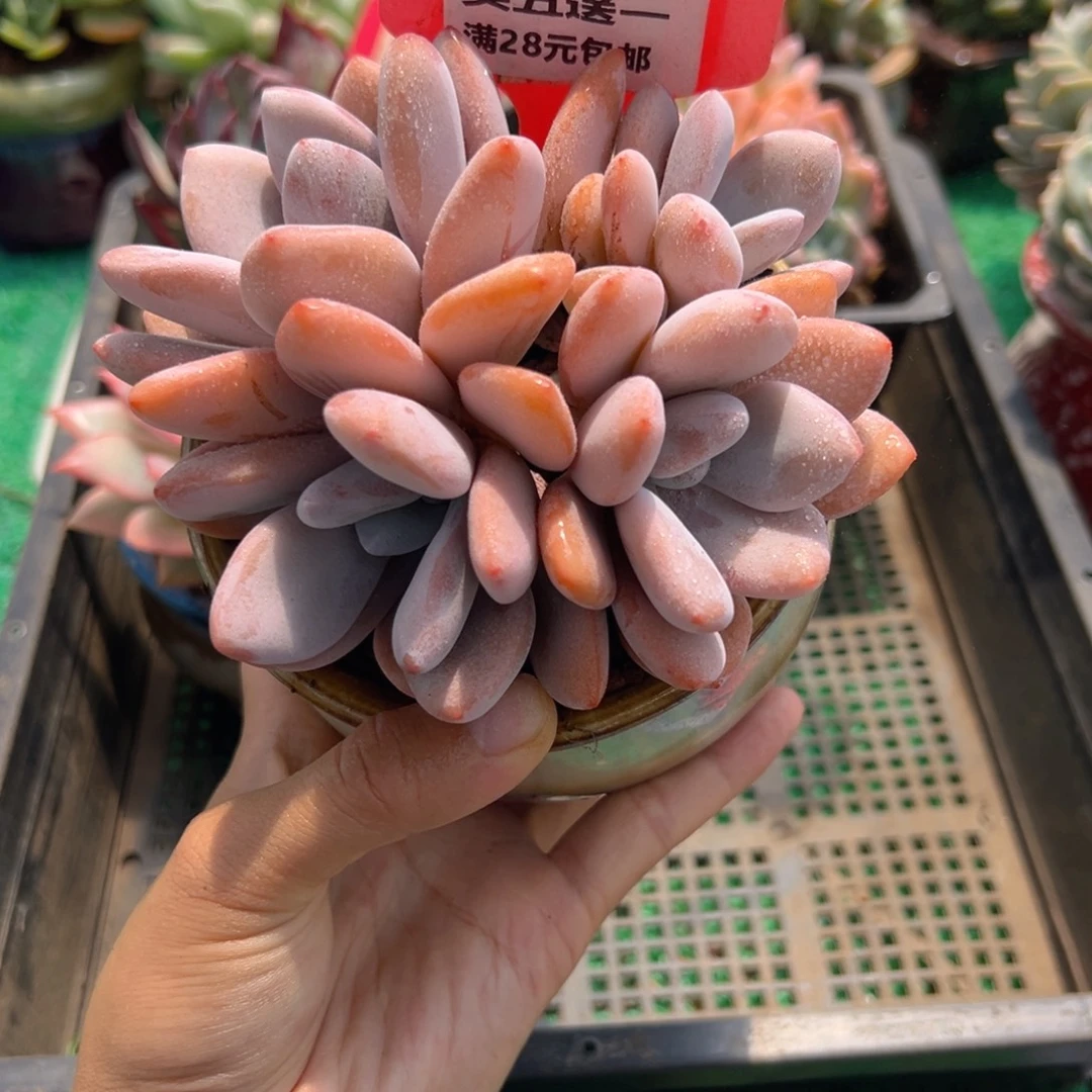 表妹精品多肉植物6363.