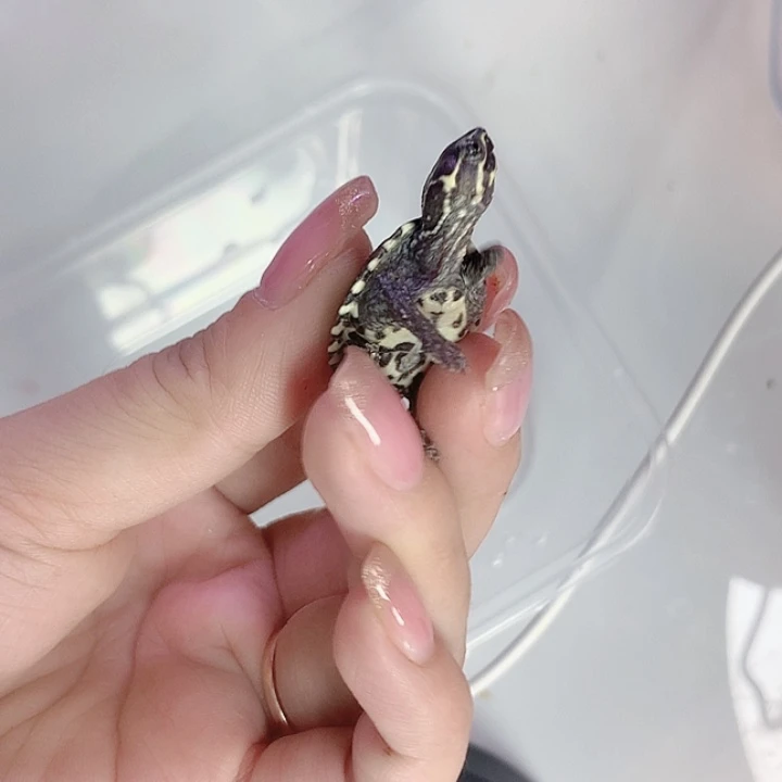 麝香龟母1122222222222