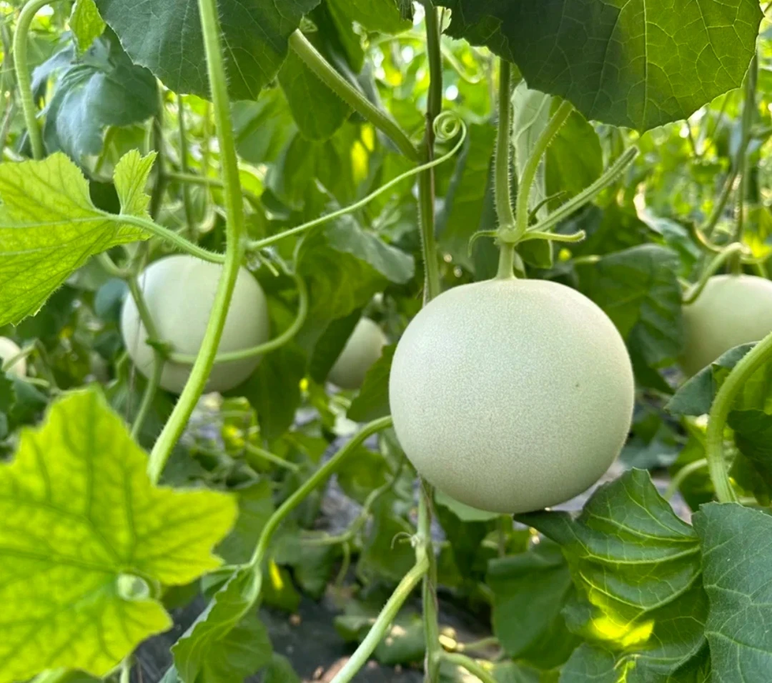 顺丰包邮天津本地头茬暖棚冰淇淋甜瓜（瓜王）自然成熟现摘现发