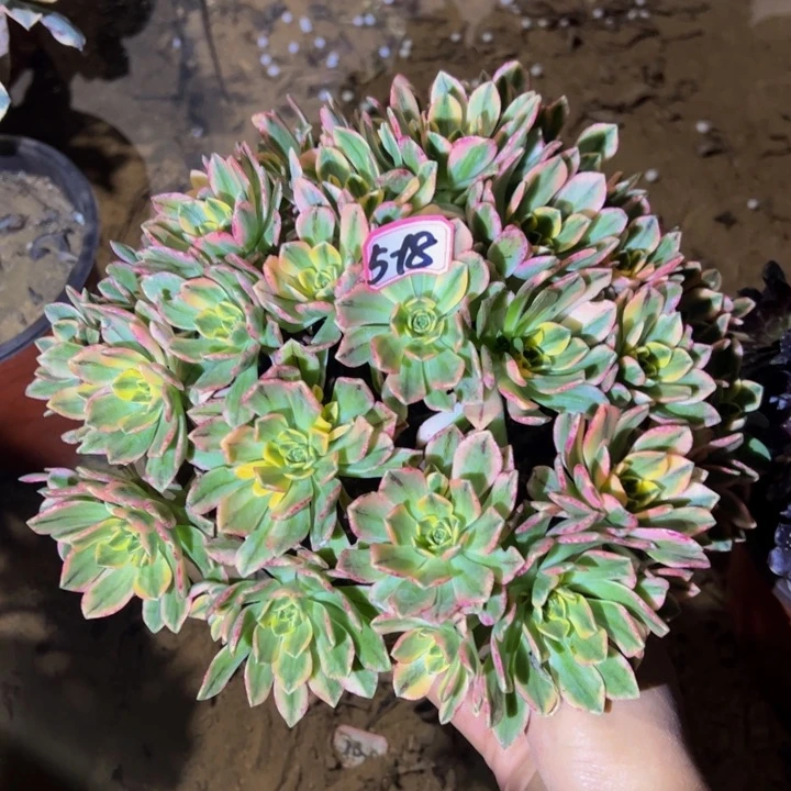 甜茶多肉植物5-18