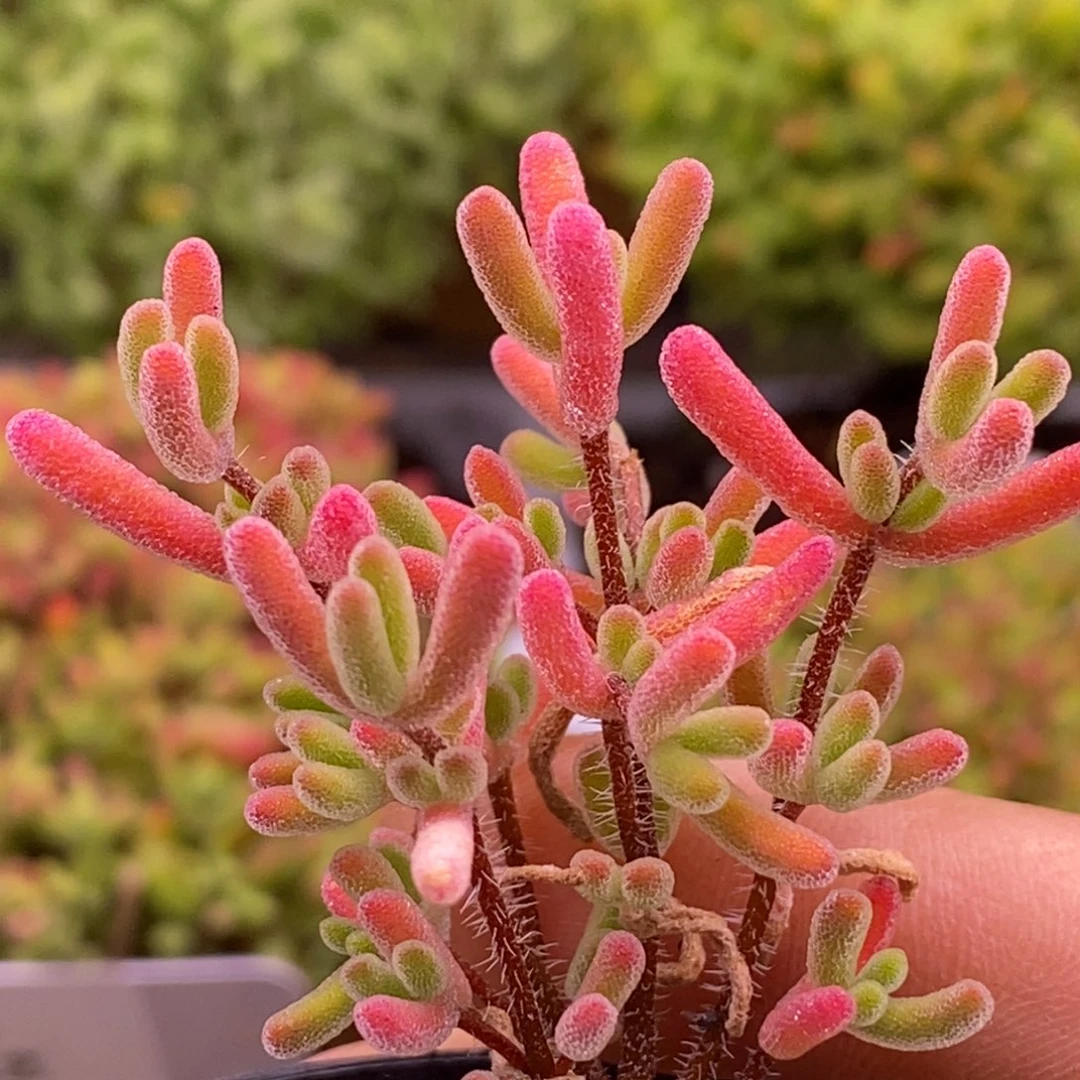 281。实生小星星。