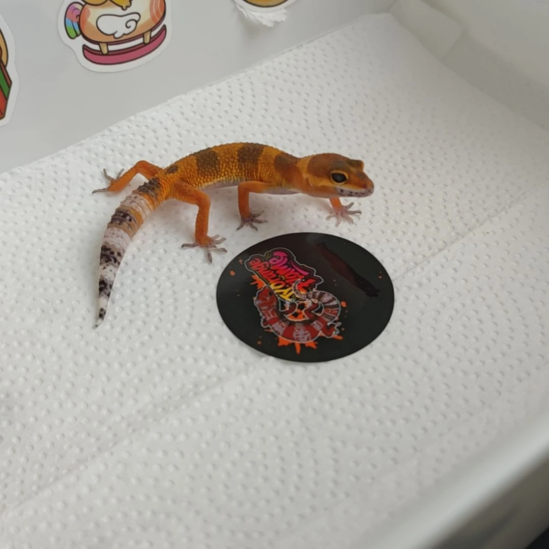 豹纹守宫豹纹守宫蜜橘母