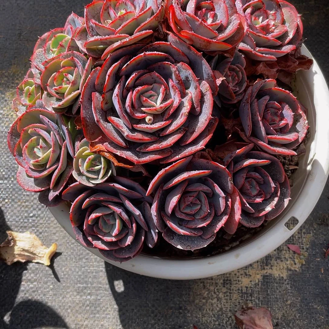 半*紗红粉台阁多肉植物