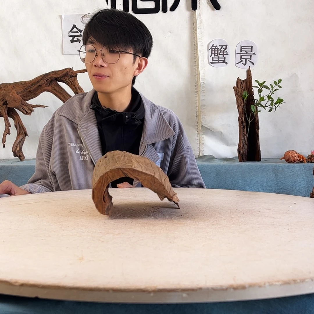 沉木造景爬宠造景