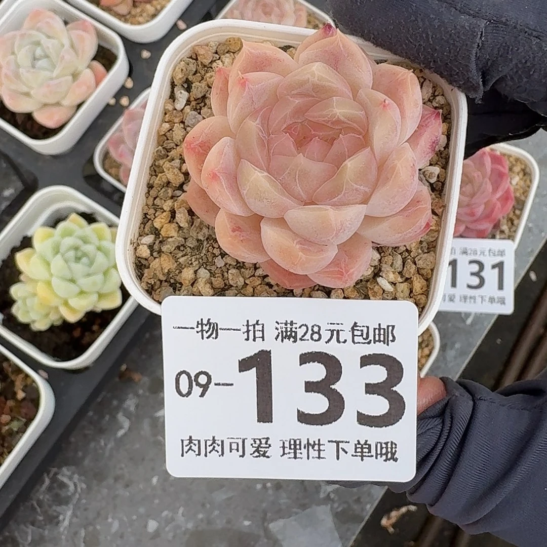 桔子糖无盆土发货无