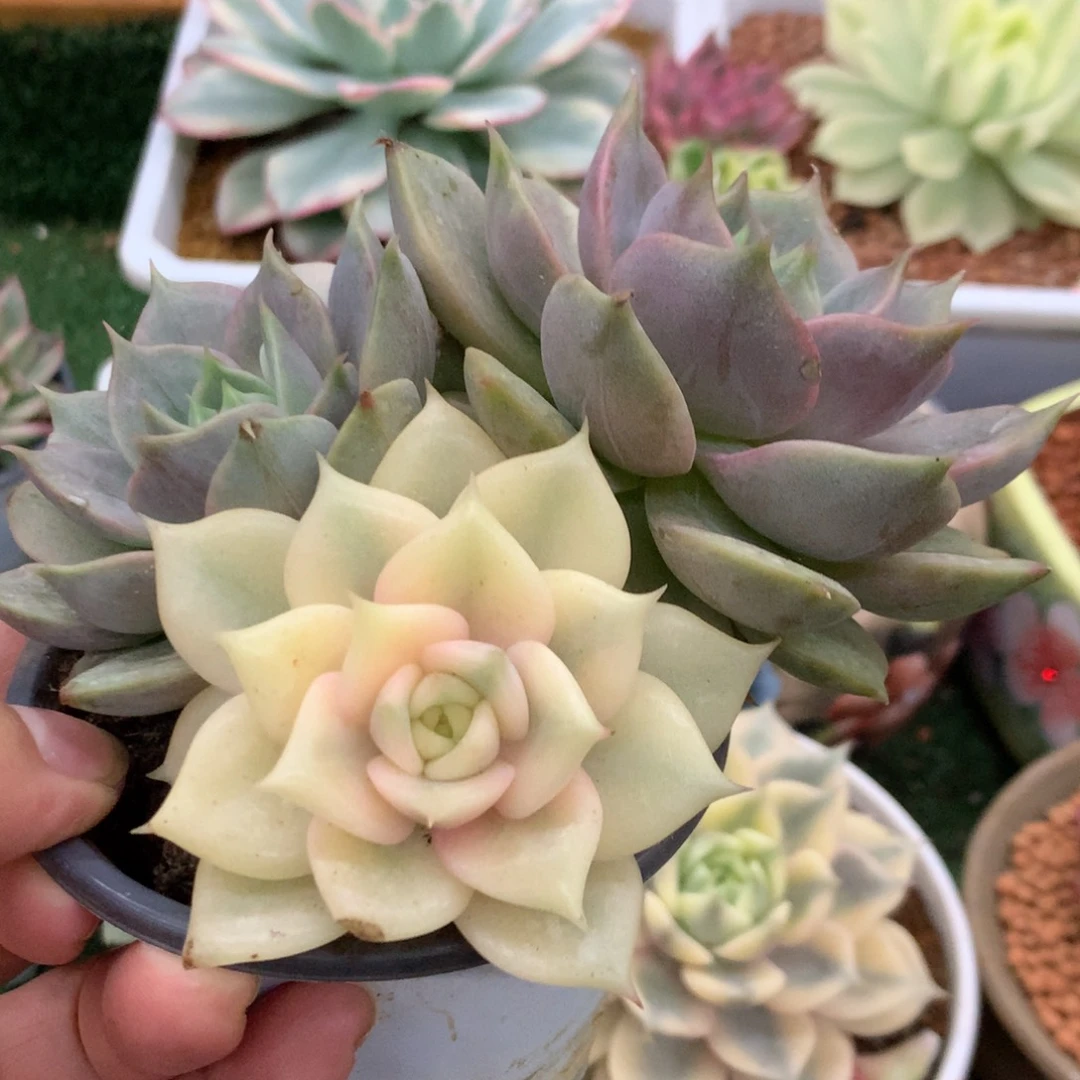 贝加尔湖姐姐姐姐姐姐