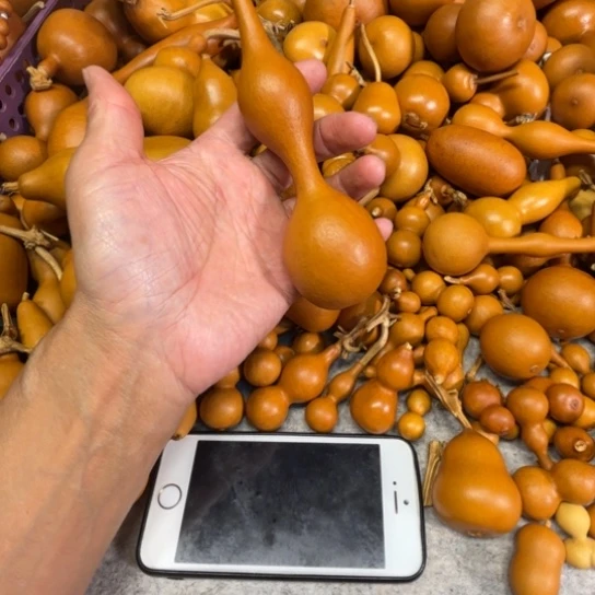 7****七夕的一把一把蚂蚁杆子葫芦