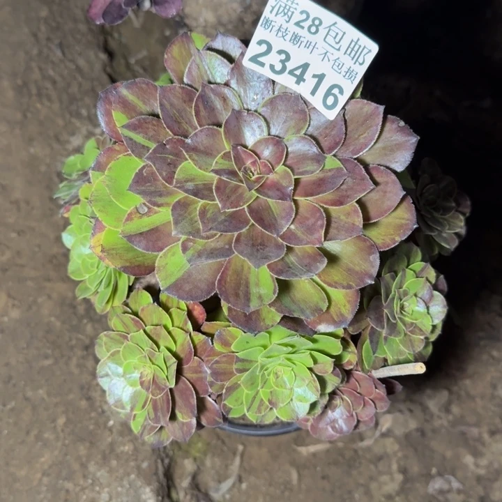 23416花月夜多肉植物
