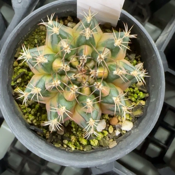 133-0224波西米亚脱土发多肉