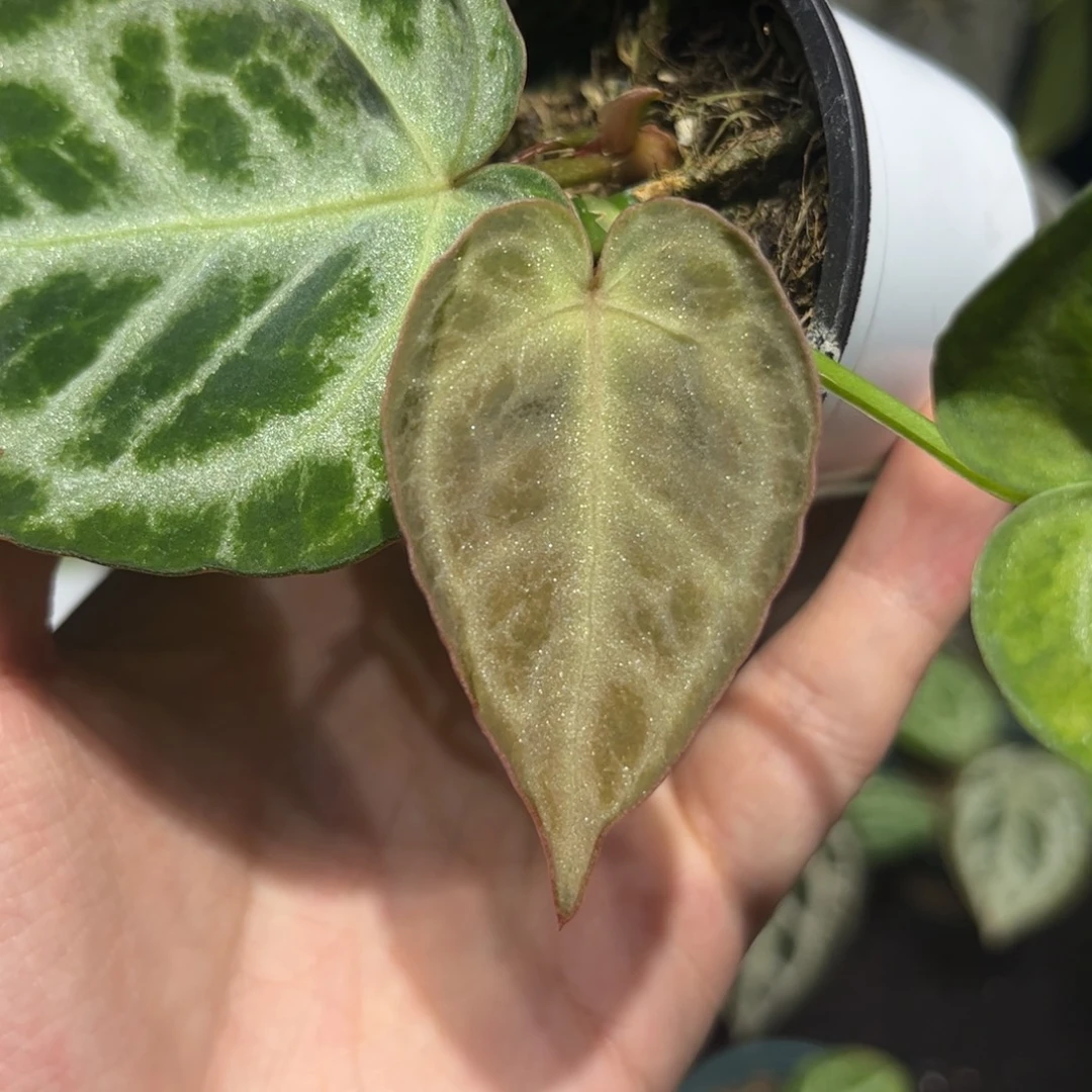 不开花植物银月饼杂skg银