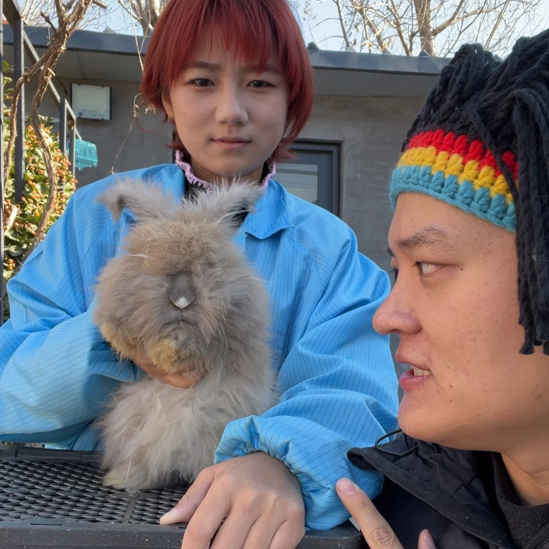 双血统英系安哥拉兔子