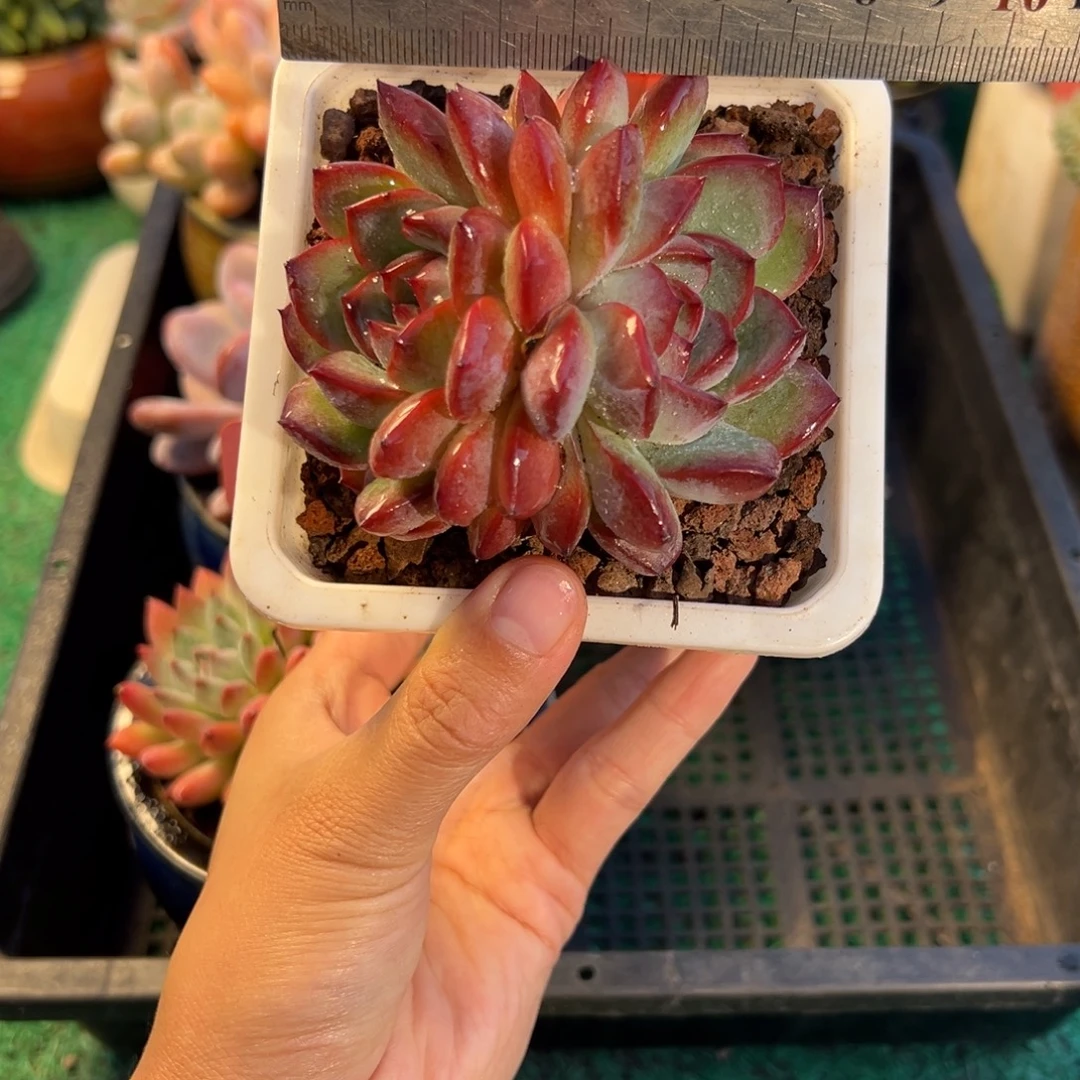 表妹精品多肉植物388.