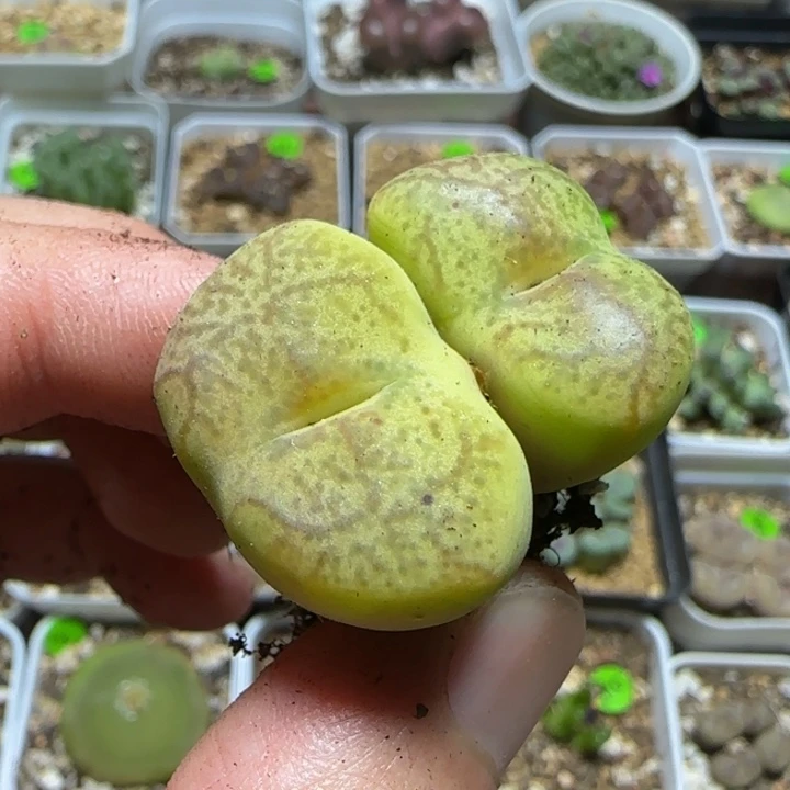 杂交漂亮多肉植物213