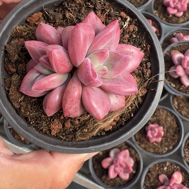 赫菲斯托 双头 一物一拍
