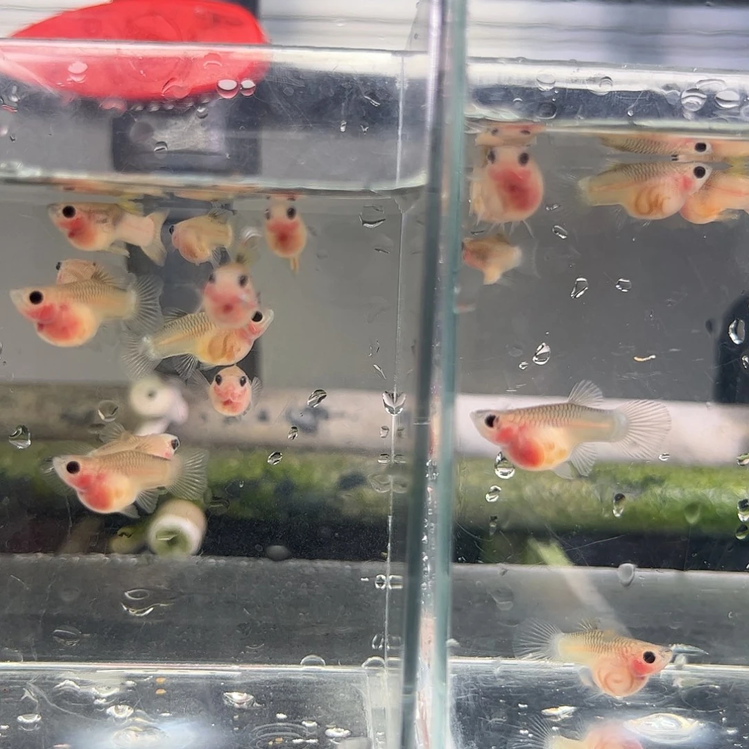 孔雀鱼粉猫球孔雀鱼1只