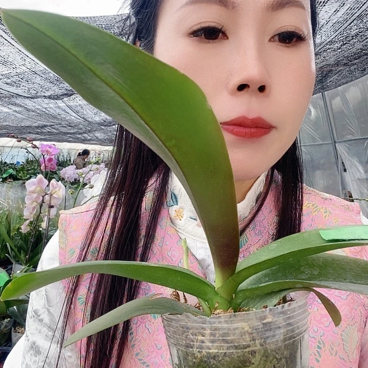 无花朵紫缘蝴蝶兰