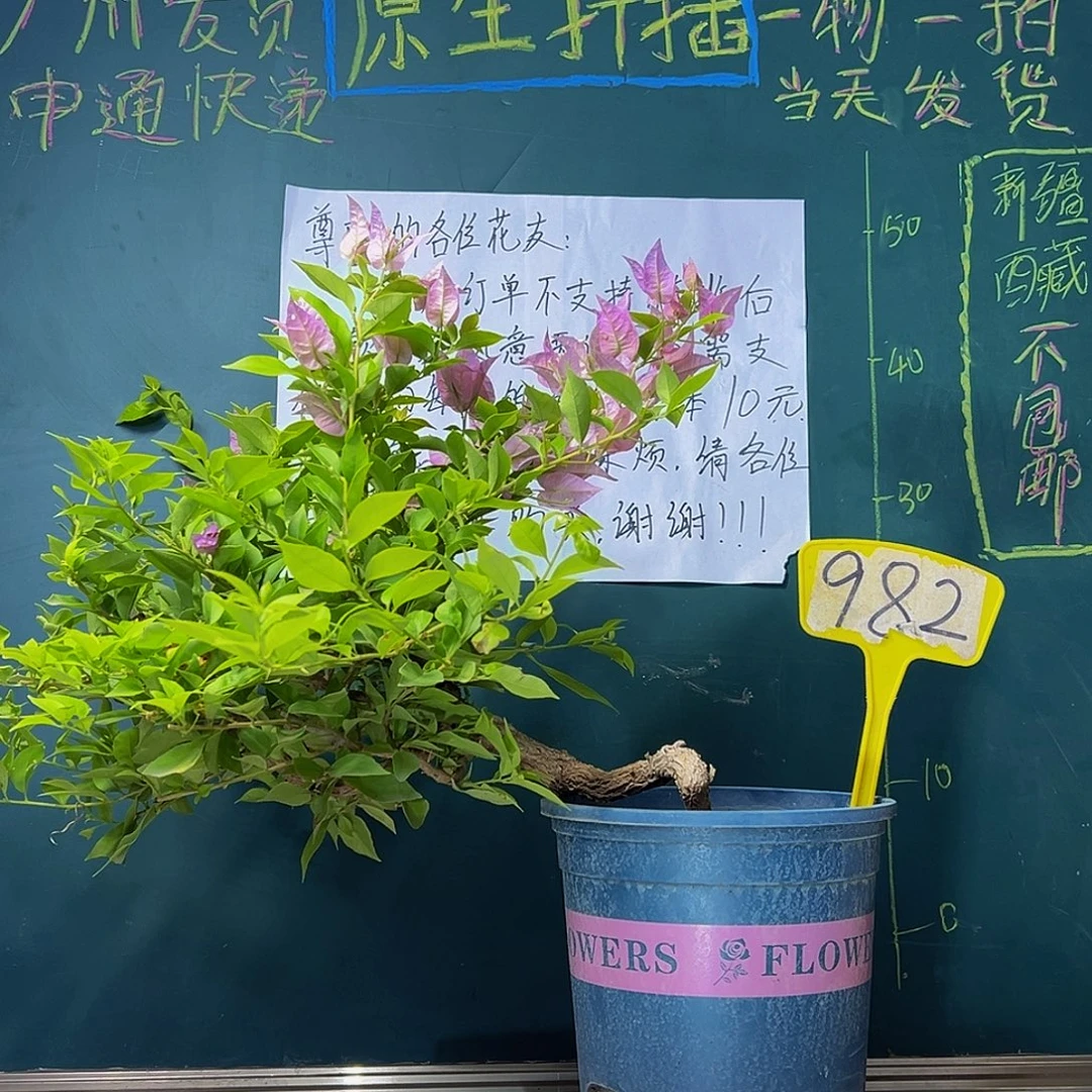 当前无花栽培后可以开花粉红豹 原生982