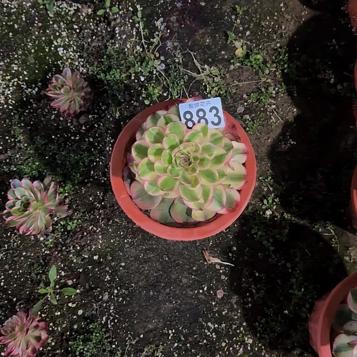 朱*000000000000000883荔枝