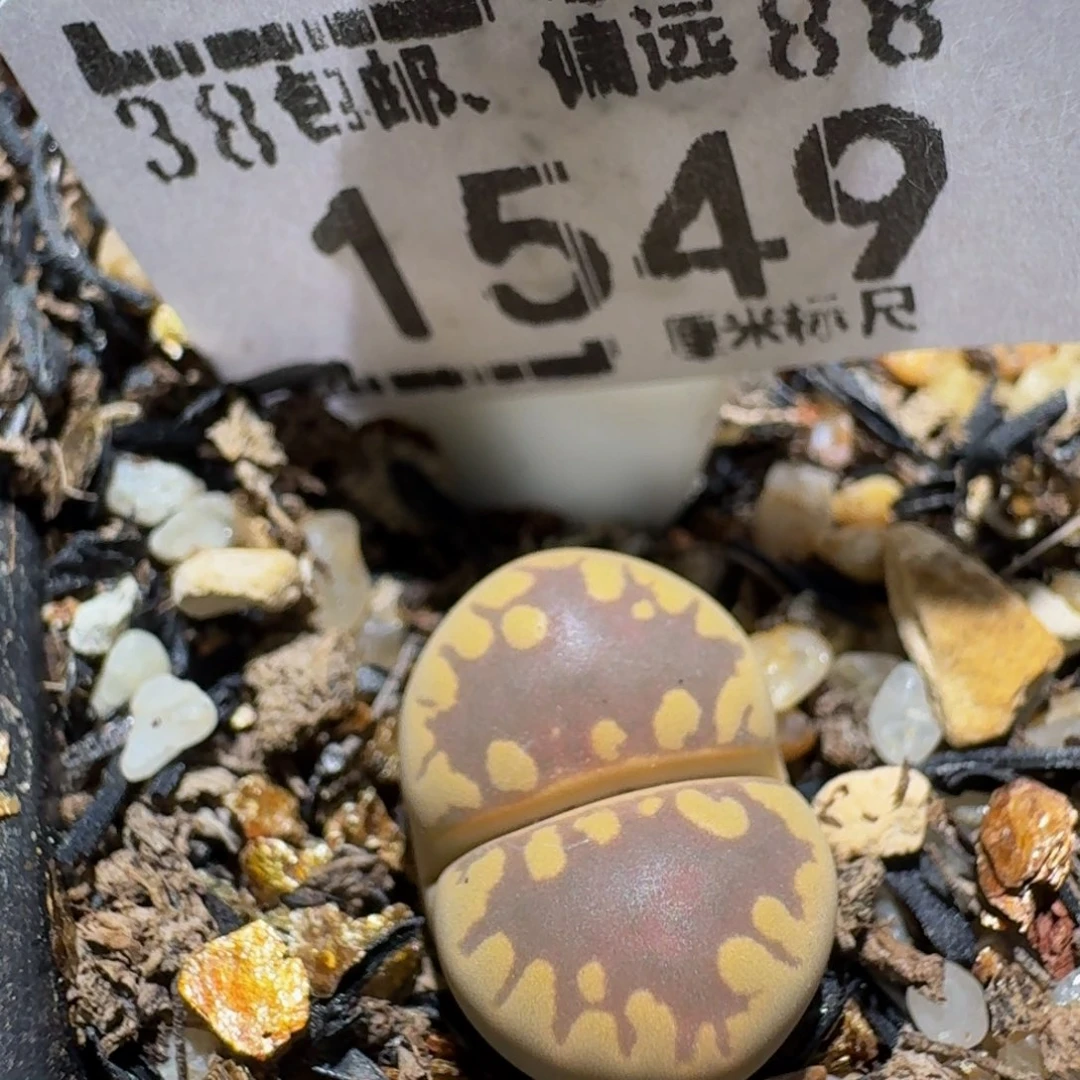Zzzz生石花肉锥1549
