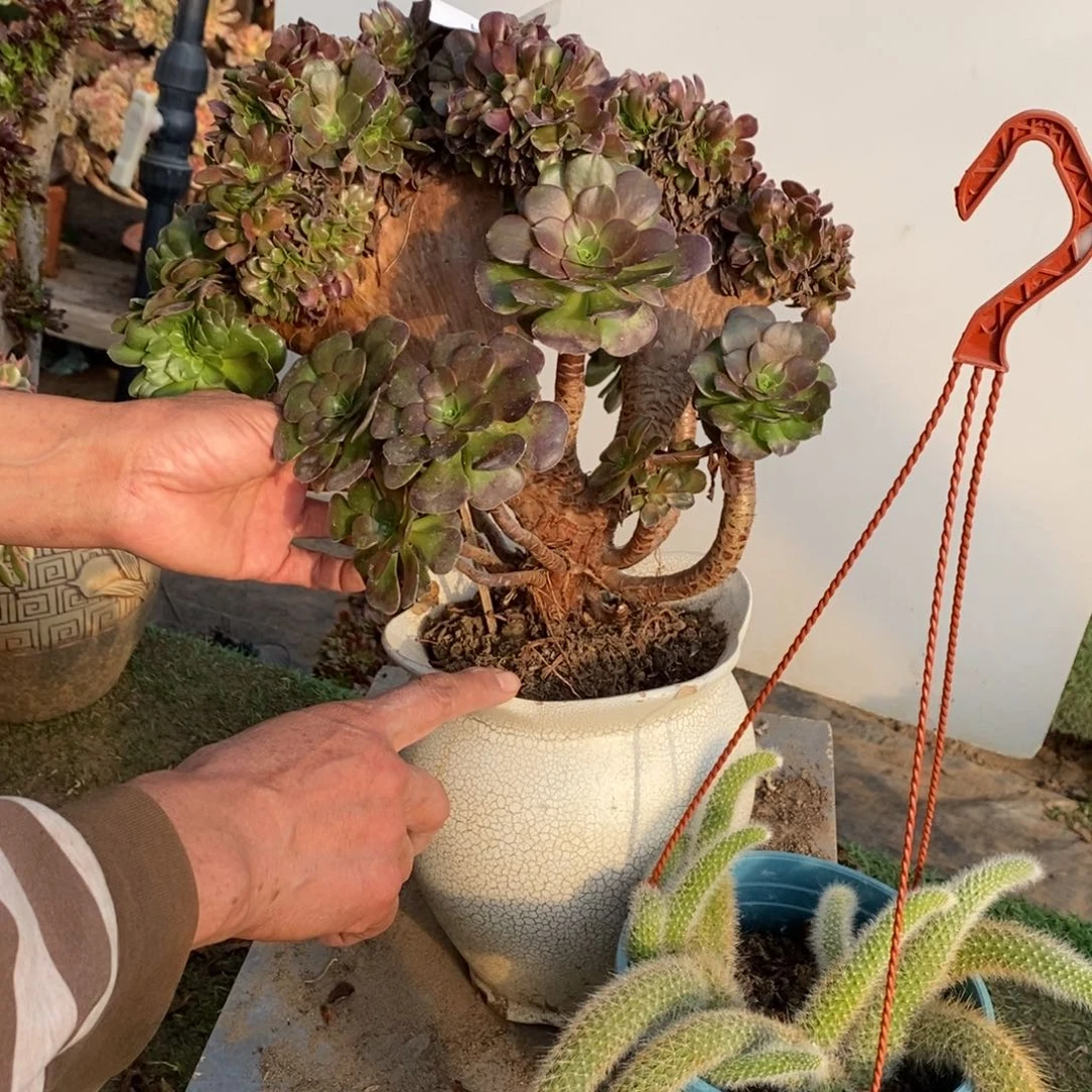 3571号欧紫缀化多肉1颗