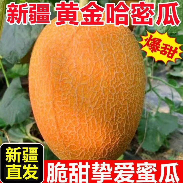 新疆直发正宗吐鲁番黄金哈密瓜金色年华挚爱蜜瓜当季新鲜水果