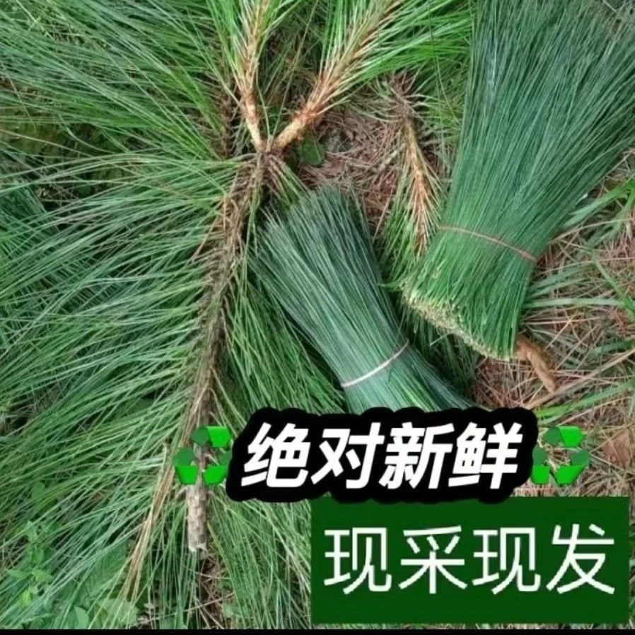 深山现摘新鲜无污染马尾松松针现采现发保证新鲜