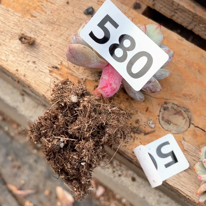 ?***子多肉植物一物一拍