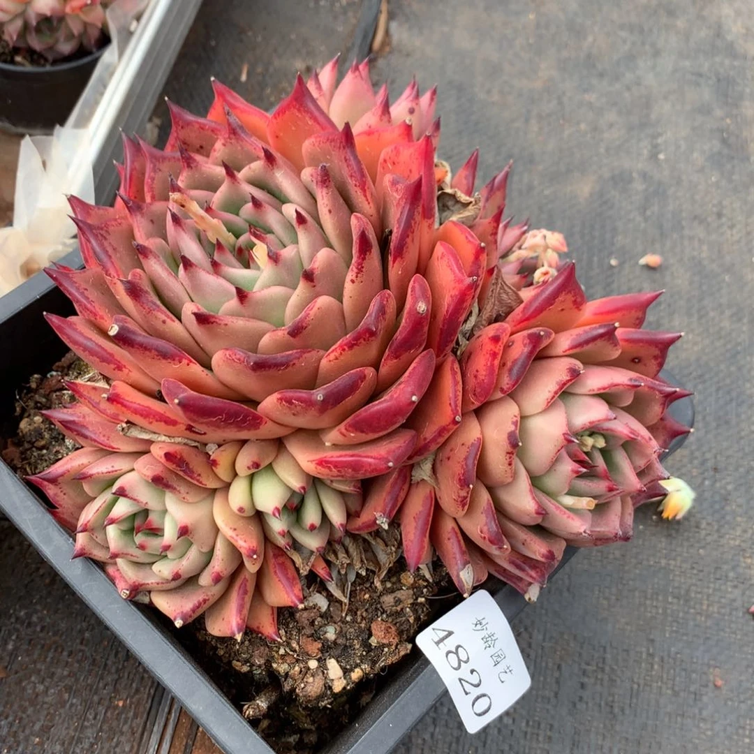 完****H4820杂交精品基地18厘米