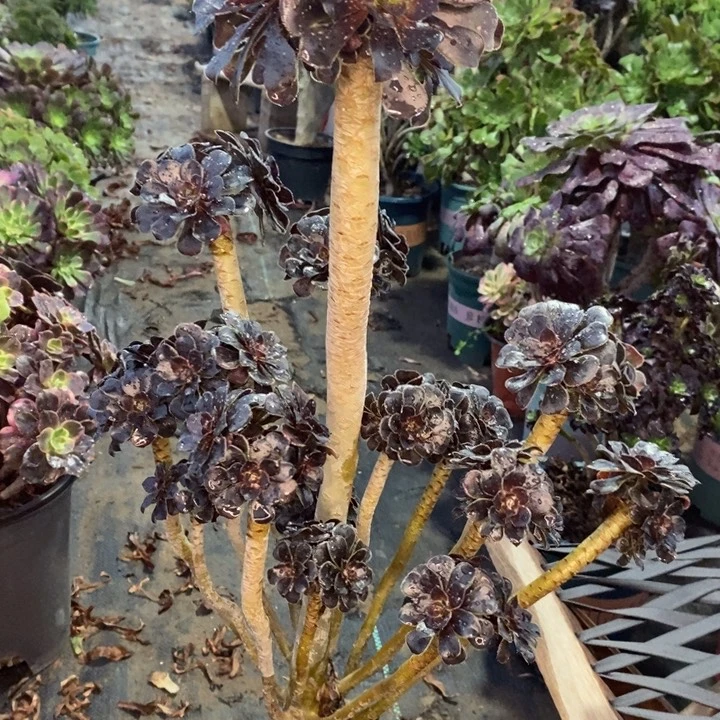 巧克力树砍头高6037多肉植物法师法师法师