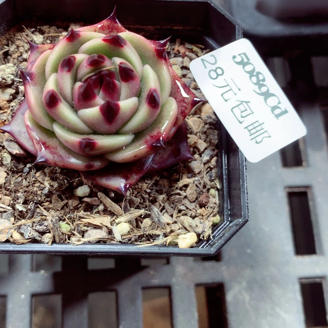 5厘米盆精控多肉5089